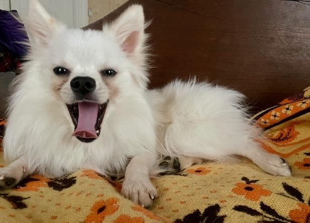 Enlarge Bradford, a ADOPTABLE mixed breed in Brooklyn, NY image 2/6