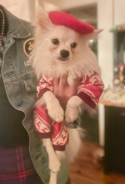 Enlarge Bradford, a ADOPTABLE mixed breed in Brooklyn, NY image 3/6