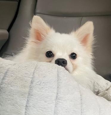 Enlarge Bradford, a ADOPTABLE mixed breed in Brooklyn, NY image 4/6