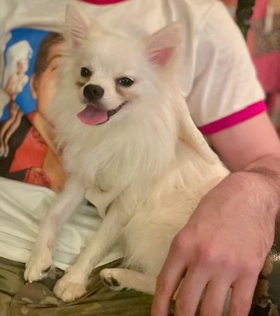 Enlarge Bradford, a ADOPTABLE mixed breed in Brooklyn, NY image 5/6