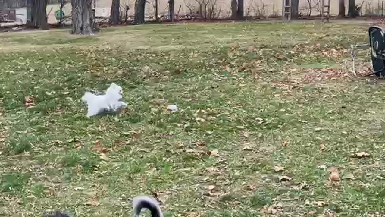 Enlarge Bradford, a ADOPTABLE mixed breed in Brooklyn, NY video 6/6