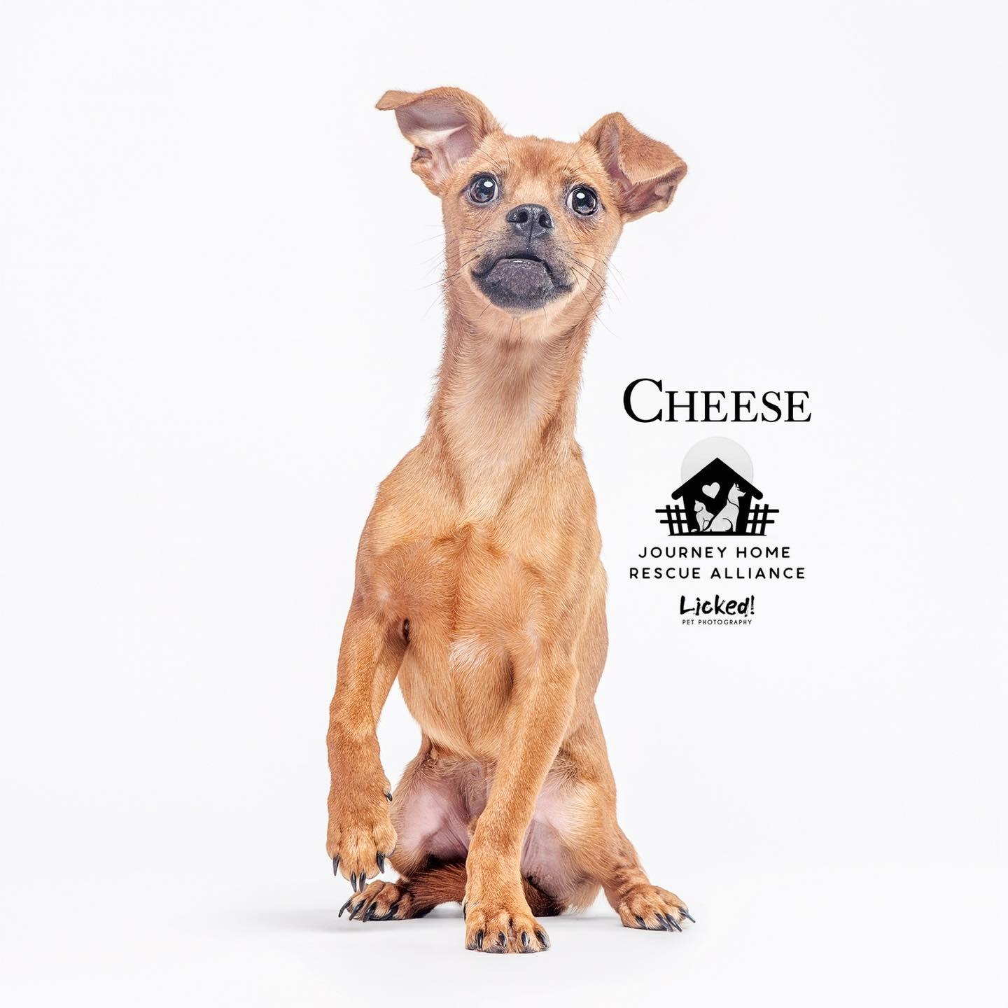 Cheese *foster needed*