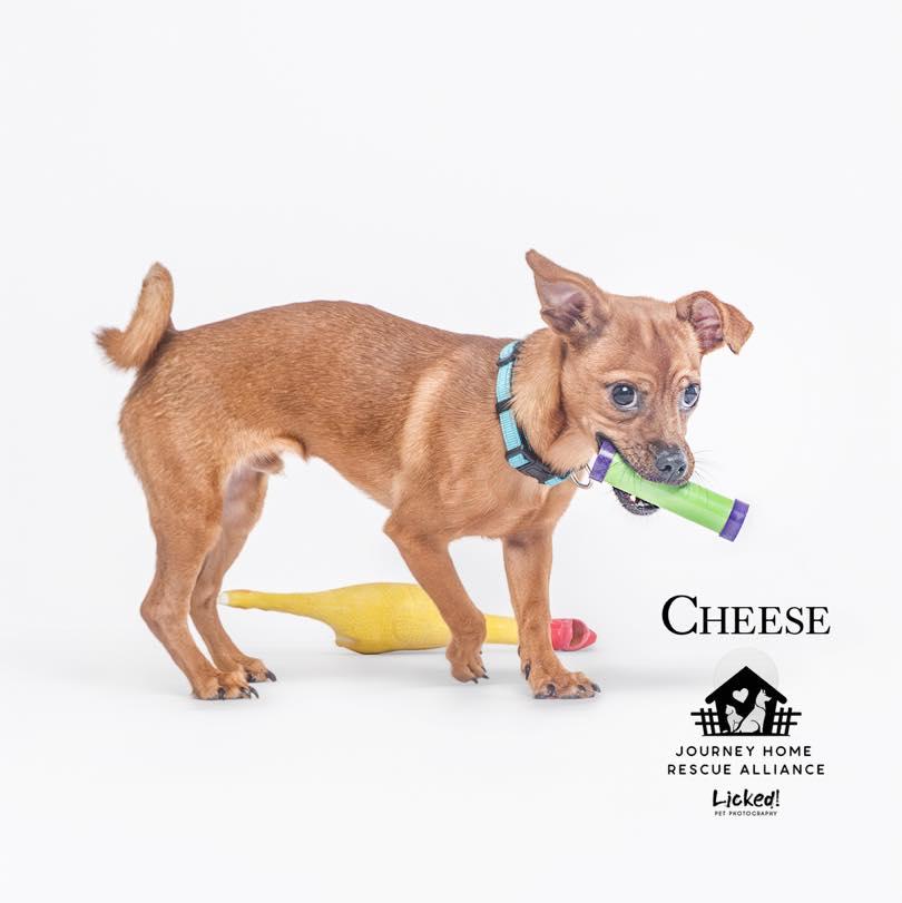 Cheese *foster needed*