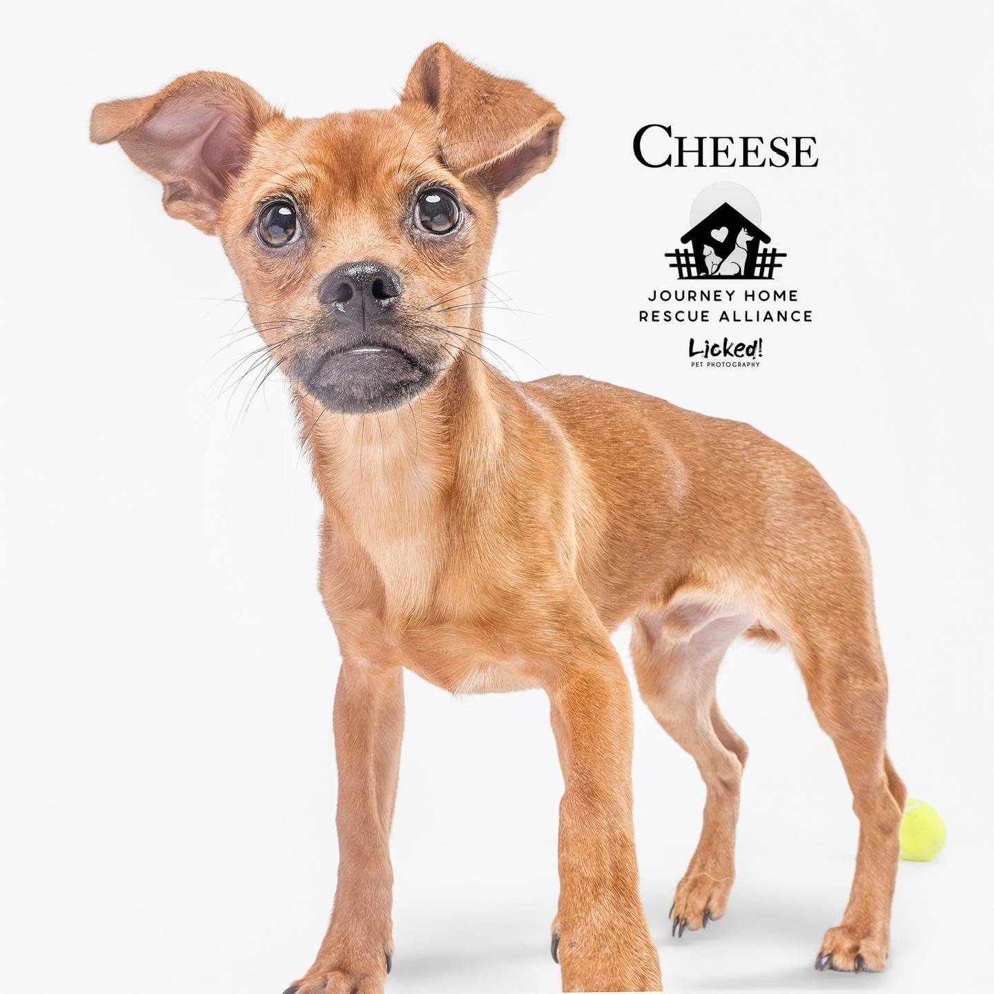 Cheese *foster needed*