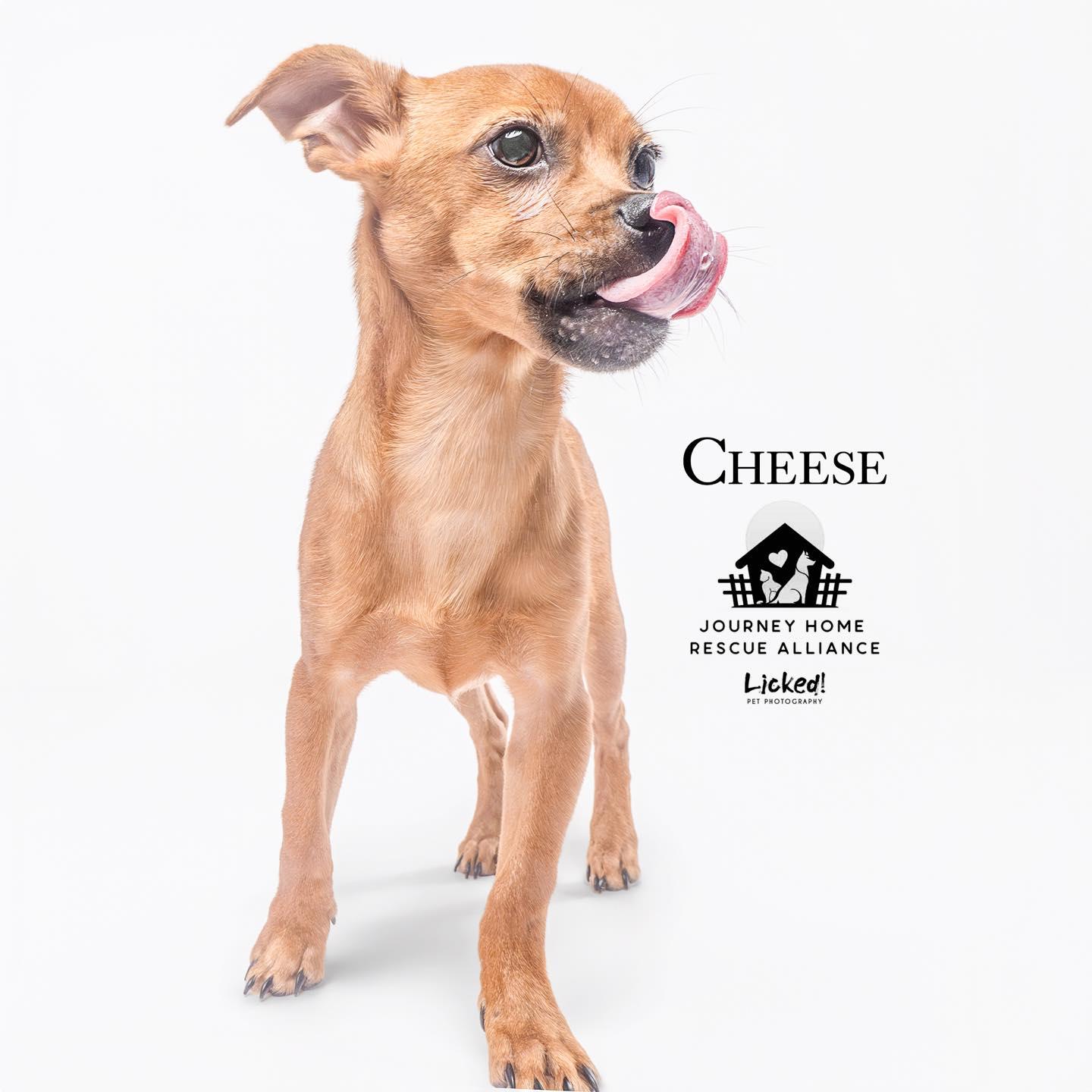 Cheese *foster needed*