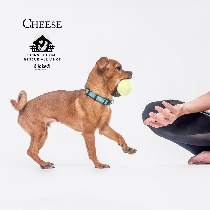 Cheese *foster needed*