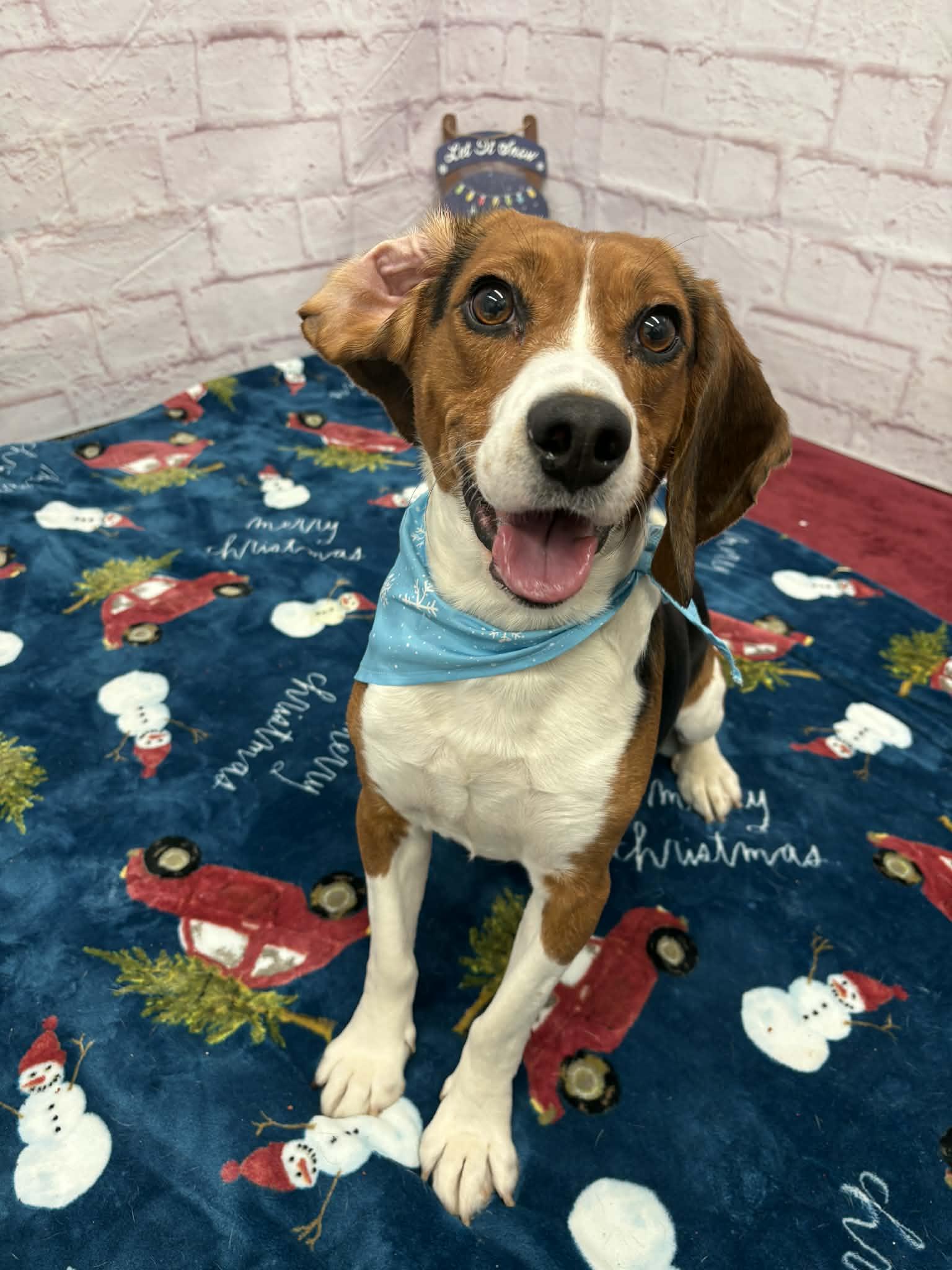 Wyatt, a Adoptable mixed breed in Oxford, MI image 2/6