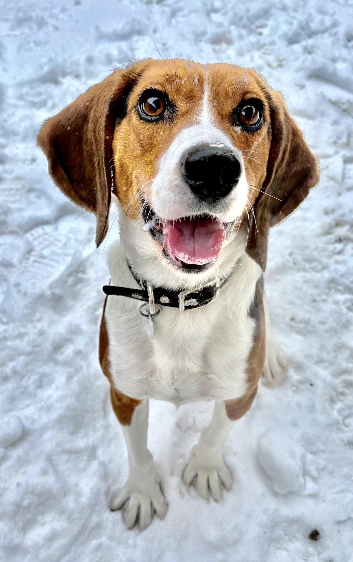 Enlarge Wyatt, an adopted mixed breed in Oxford, MI image 3/6