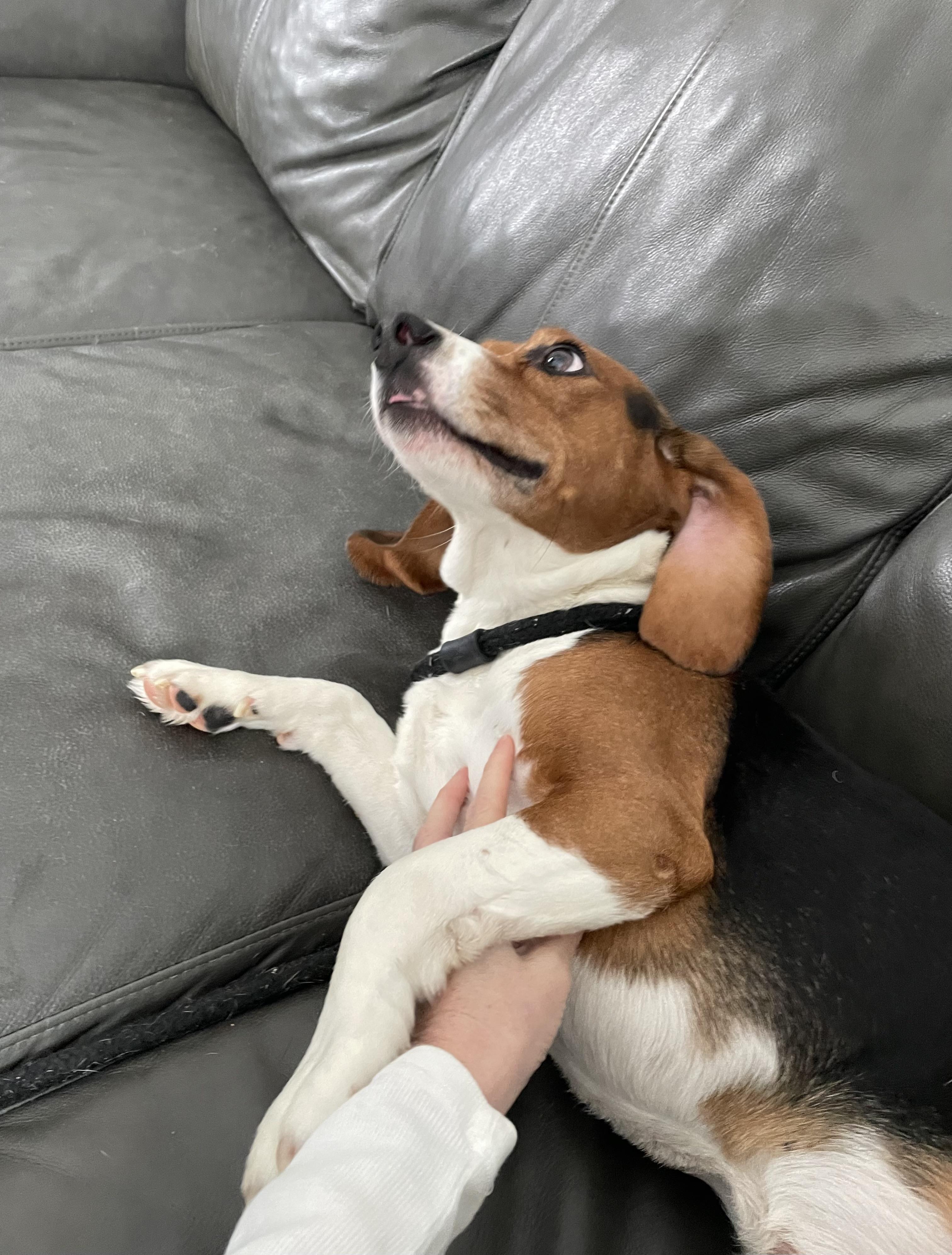 Wyatt, a Adoptable mixed breed in Oxford, MI image 5/6