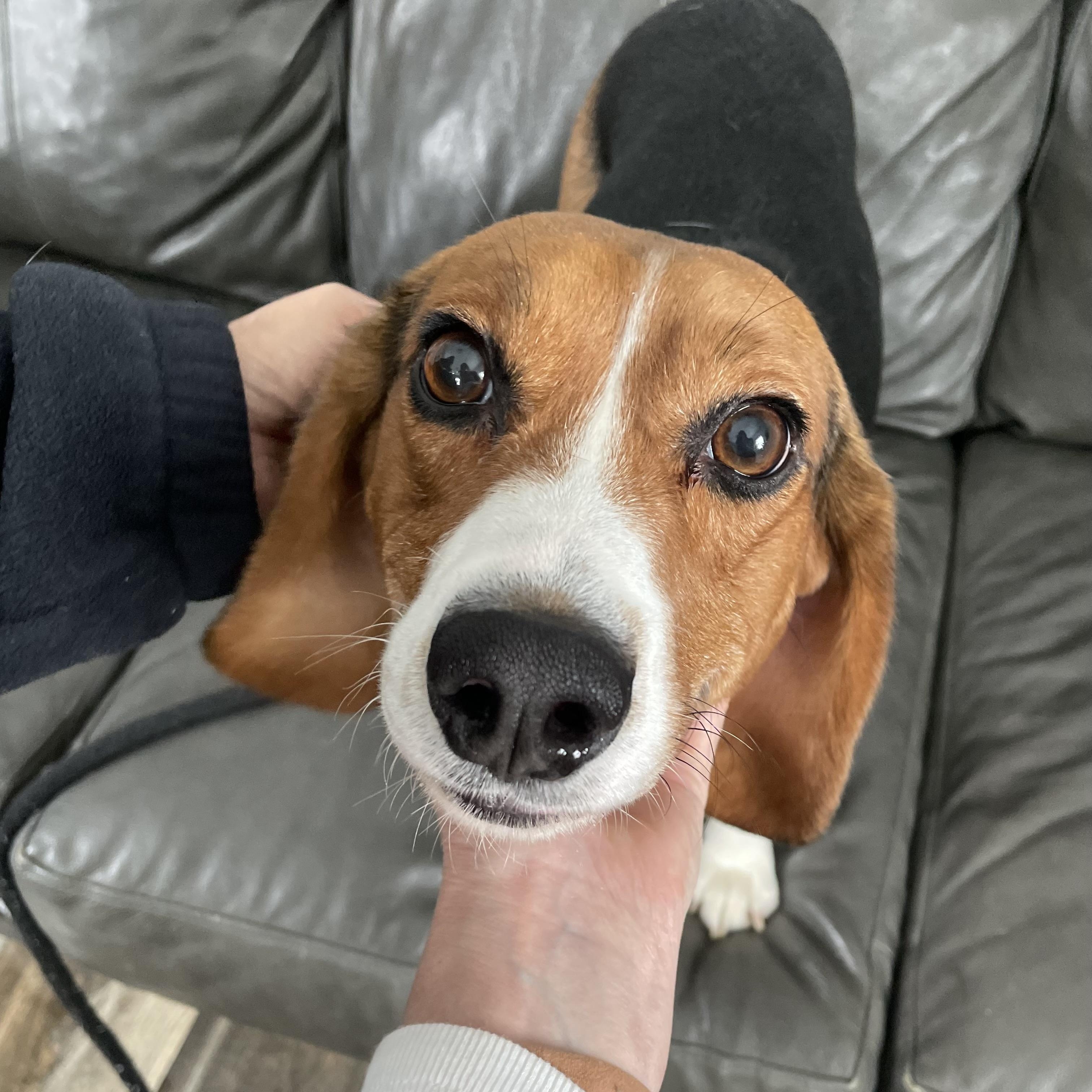 Wyatt, a Adoptable mixed breed in Oxford, MI image 6/6