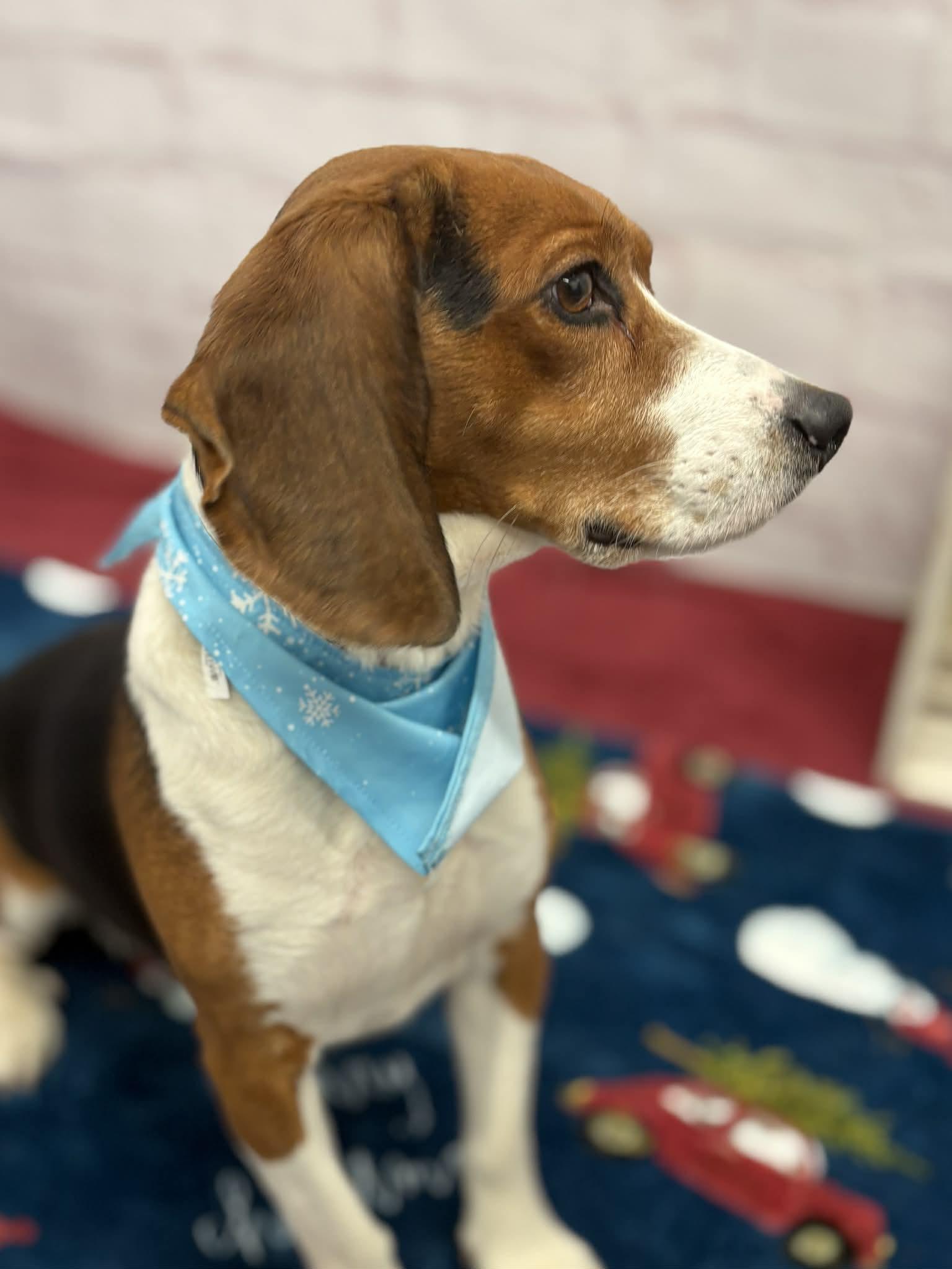 Wyatt, a Adoptable mixed breed in Oxford, MI image 3/6