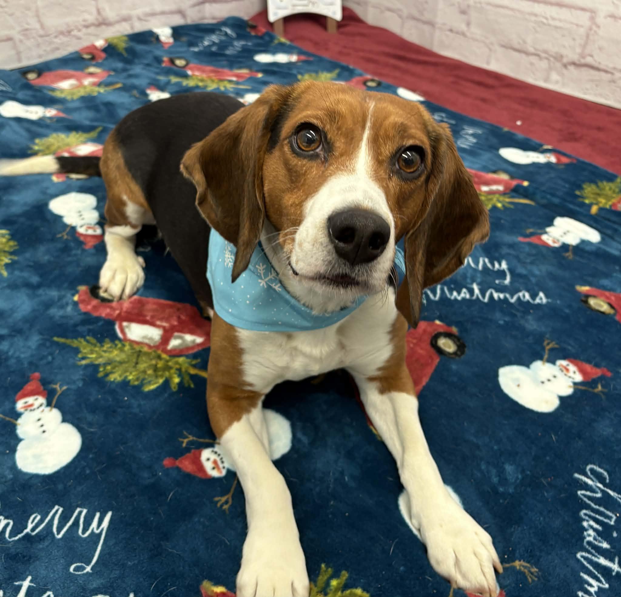 Wyatt, a Adoptable mixed breed in Oxford, MI image 1/6