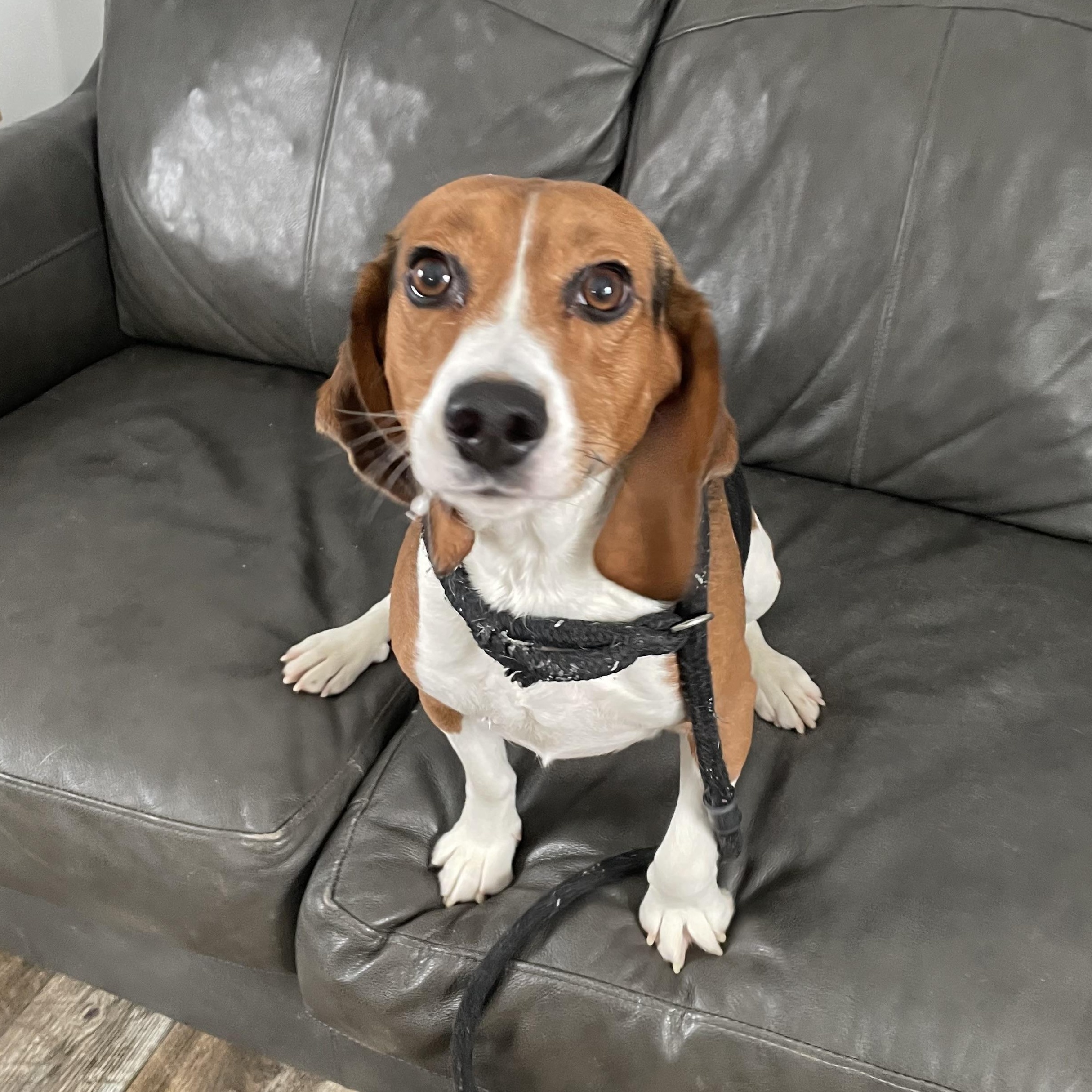 Wyatt, a Adoptable mixed breed in Oxford, MI image 4/6