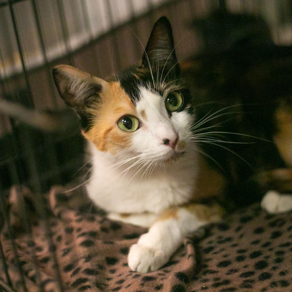 Enlarge Jazzi, a Adoptable Domestic Short Hair in Ponte Vedra, FL image 1/1