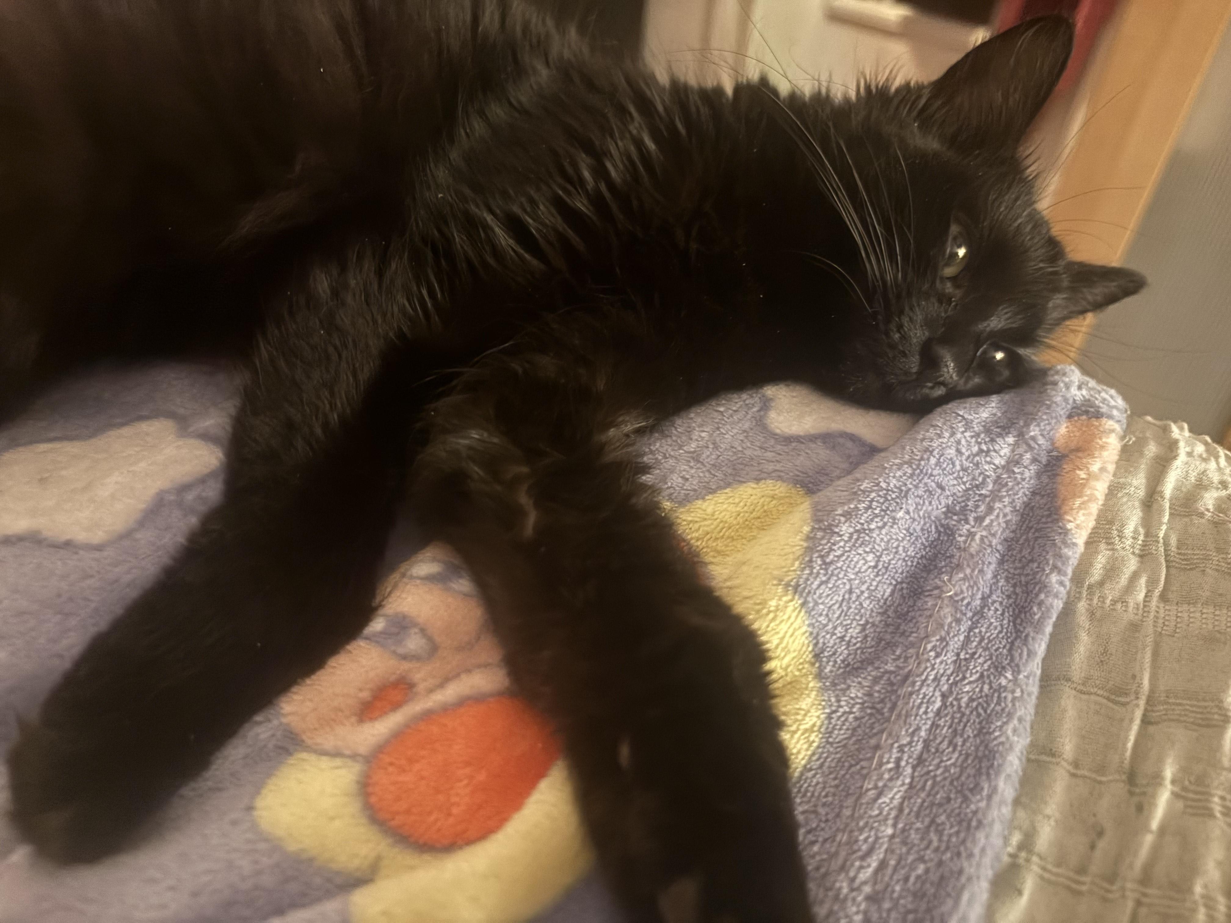 Enlarge Eclipse, an adopted Domestic Medium Hair in Highland Park, NJ image 3/3