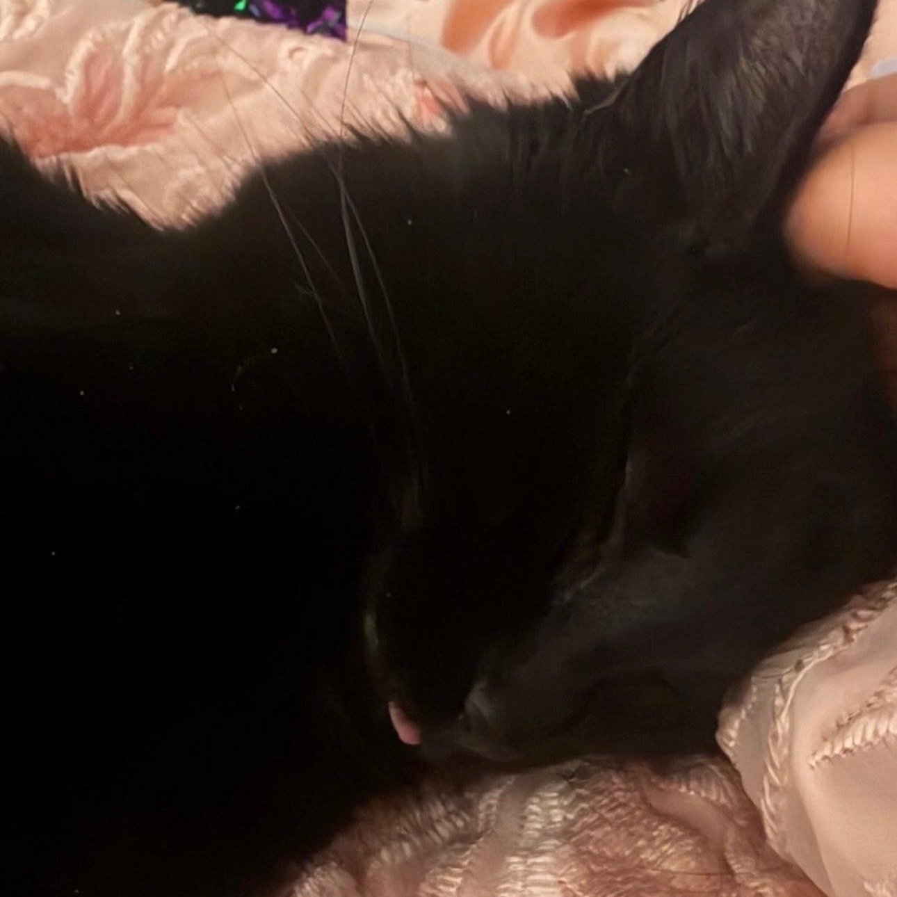 Enlarge Eclipse, an adopted Domestic Medium Hair in Highland Park, NJ image 2/3