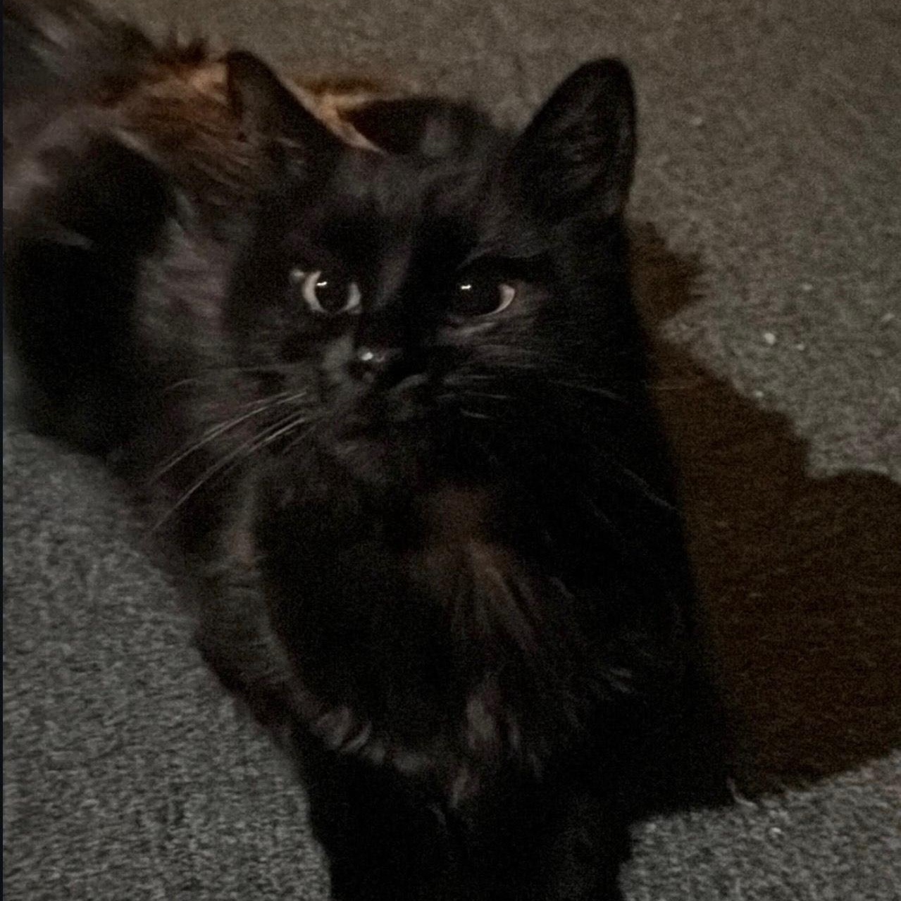 Eclipse, Adoptable, Young Female Domestic Medium Hair.