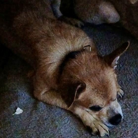 Enlarge Freddy, a Adoptable mixed breed in Lenoir, NC image 2/2