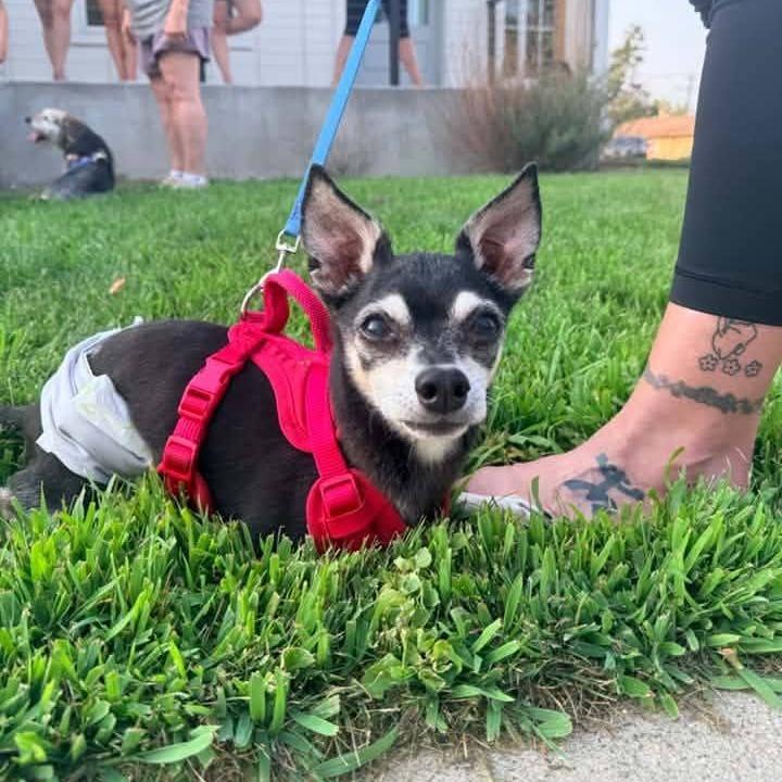 Big Foot (Hospice Program), a Adoptable Chihuahua in Saint Cloud, MN image 2/6