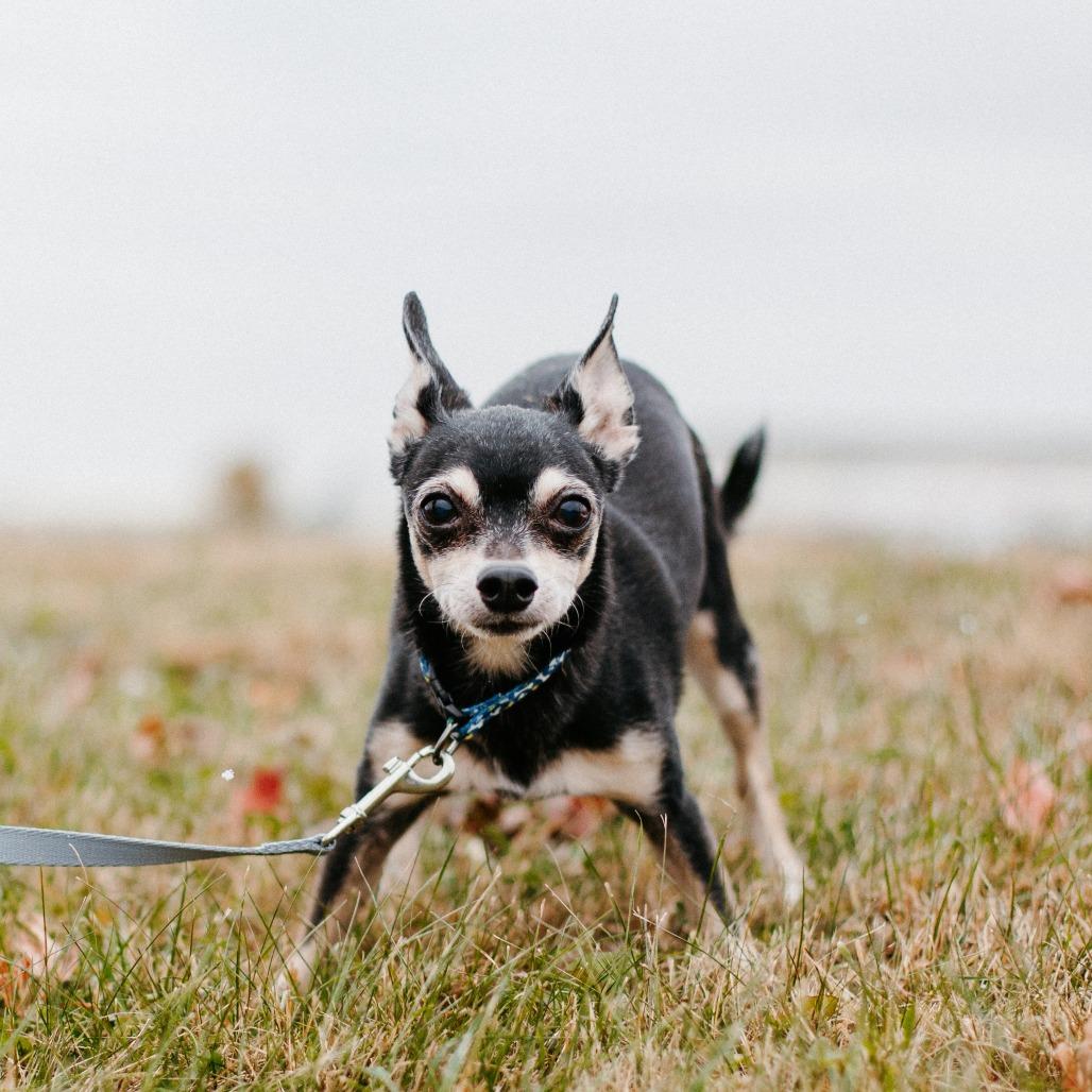 Enlarge Big Foot (Hospice Program), a Adoptable Chihuahua in Saint Cloud, MN image 2/5