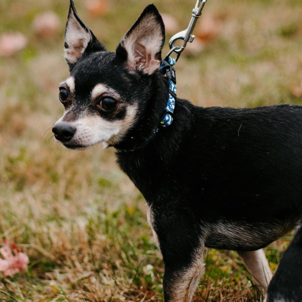 Enlarge Big Foot (Hospice Program), a Adoptable Chihuahua in Saint Cloud, MN image 3/5
