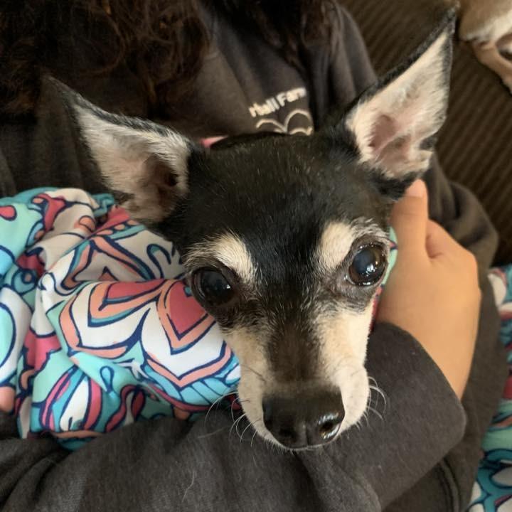 Enlarge Big Foot (Hospice Program), a Adoptable Chihuahua in Saint Cloud, MN image 4/6