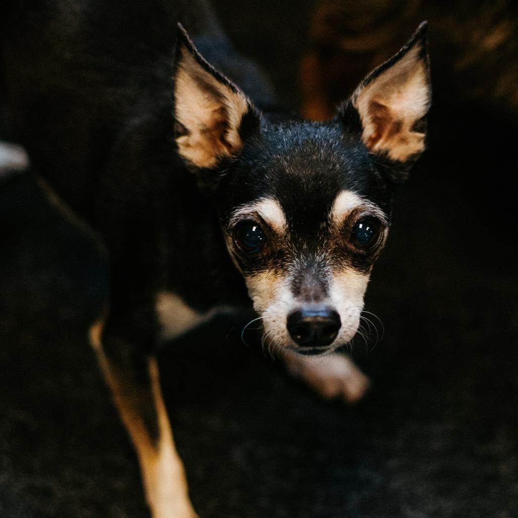 Enlarge Big Foot (Hospice Program), a Adoptable Chihuahua in Saint Cloud, MN image 4/5
