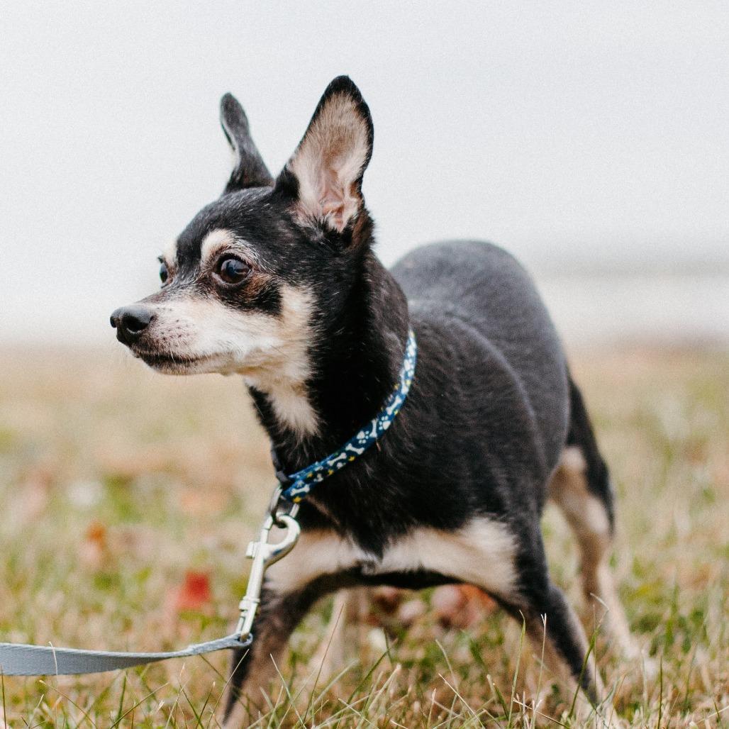 Enlarge Big Foot (Hospice Program), a Adoptable Chihuahua in Saint Cloud, MN image 5/5