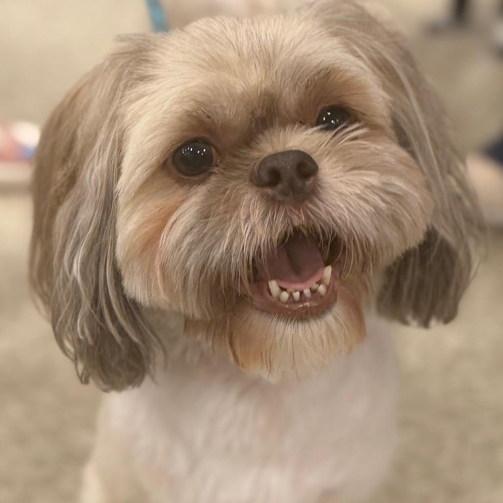 Pumpkin, Adoptable, Senior Male Shih Tzu.