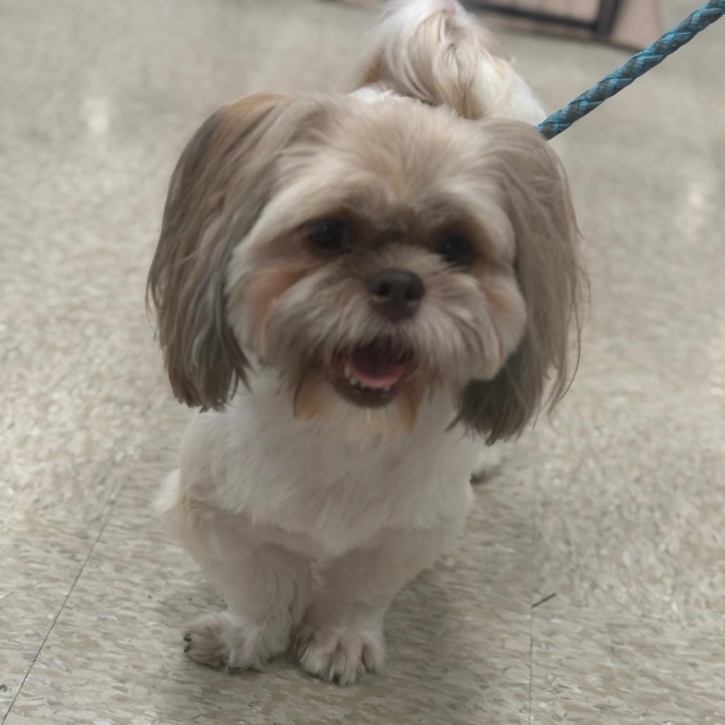 Pumpkin, a Adoptable Shih Tzu in Phoenix, AZ image 2/4