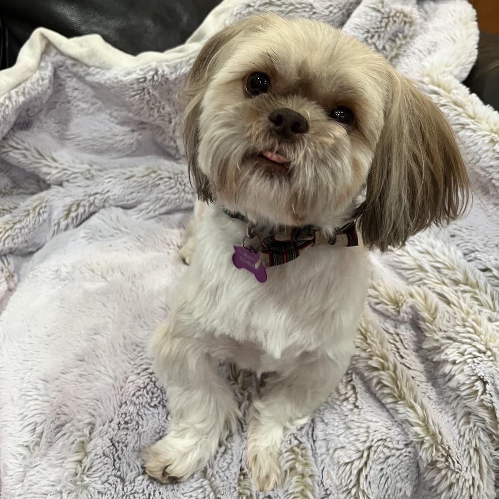 Pumpkin, a Adoptable Shih Tzu in Phoenix, AZ image 3/4