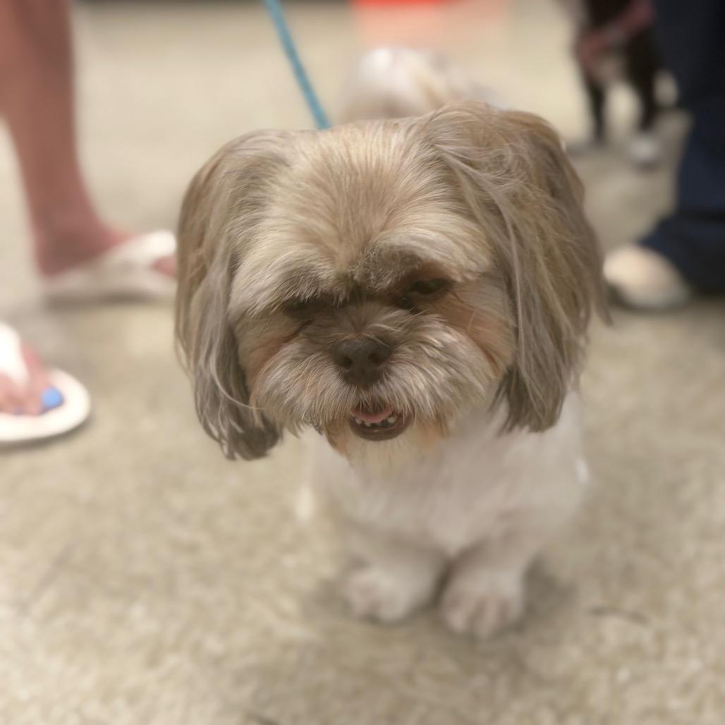 Pumpkin, a Adoptable Shih Tzu in Phoenix, AZ image 4/4