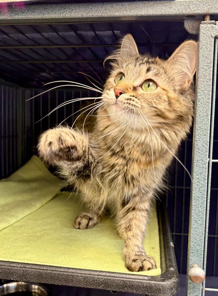 Scarlet, a Adoptable mixed breed in Gillette, WY image 3/3