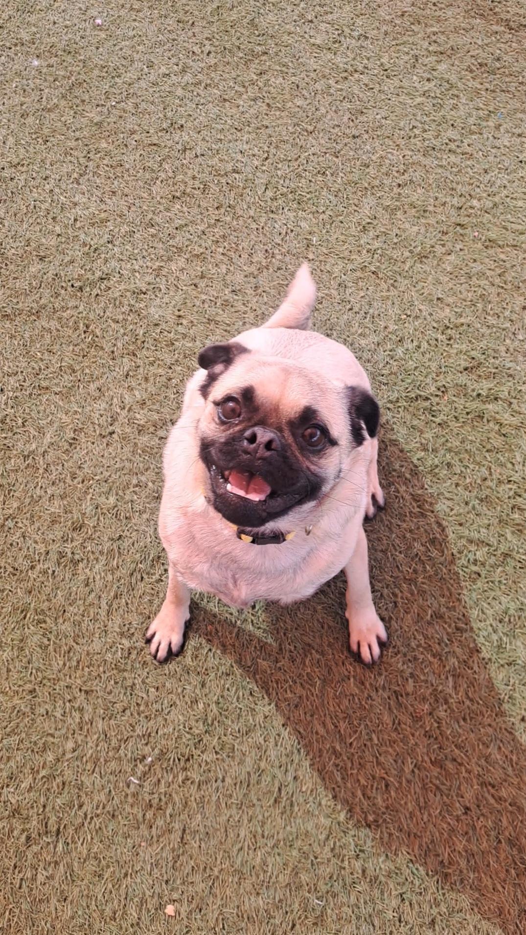 Tax, a ADOPTABLE mixed breed in Glendale, AZ image 3/5