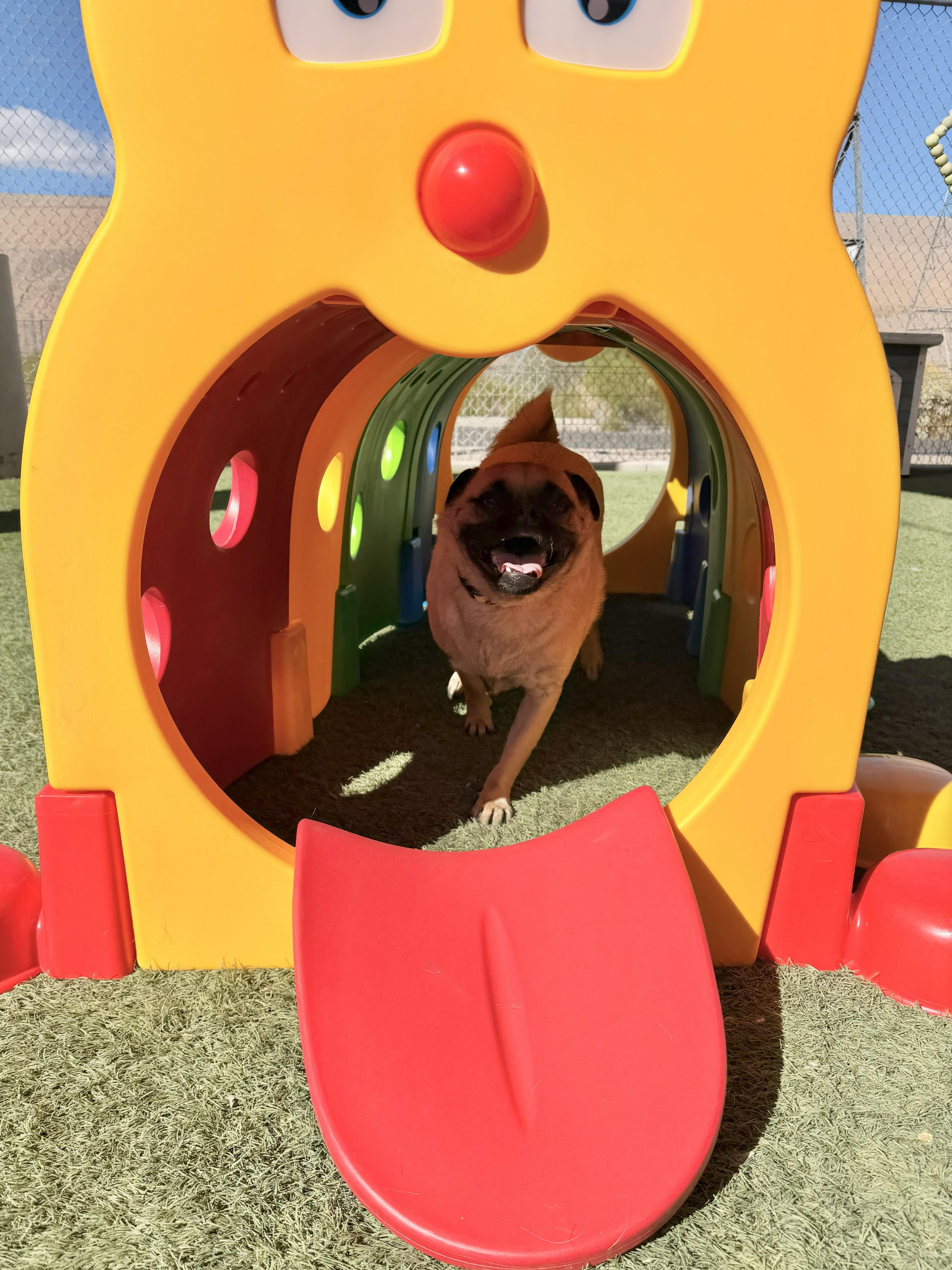 Tax, a ADOPTABLE mixed breed in Glendale, AZ image 5/5