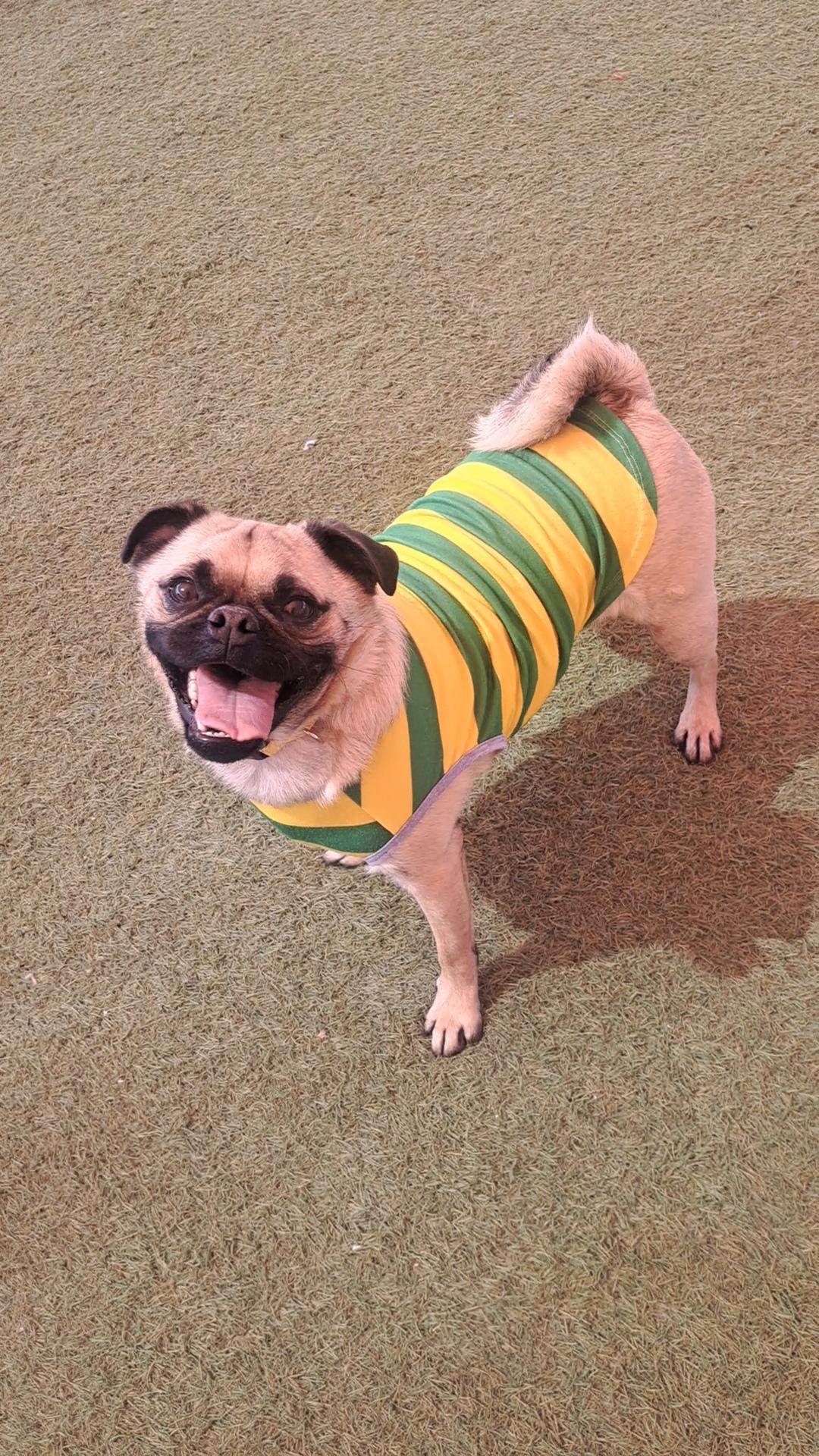 Tax, ADOPTABLE, Adult Male Pug.