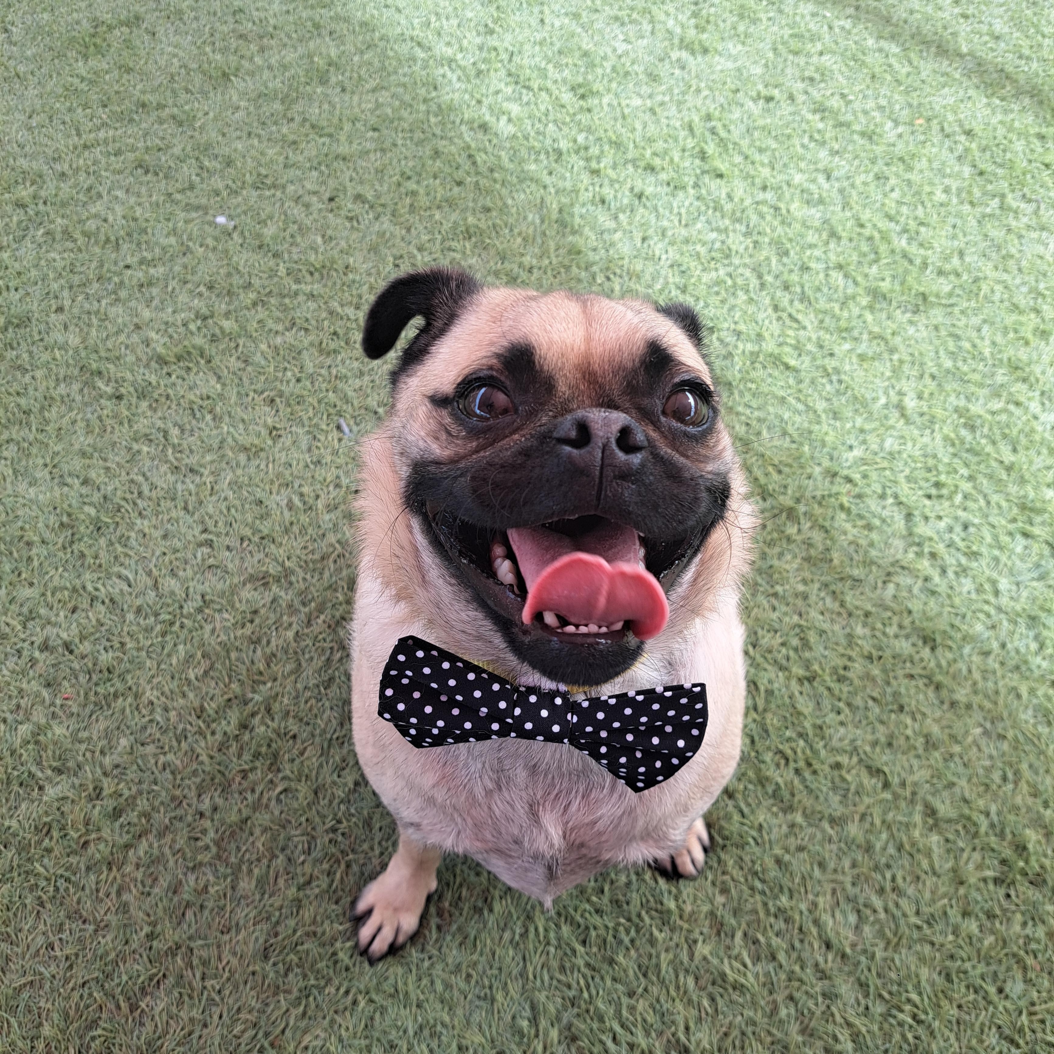 Tax, a ADOPTABLE mixed breed in Glendale, AZ image 4/5