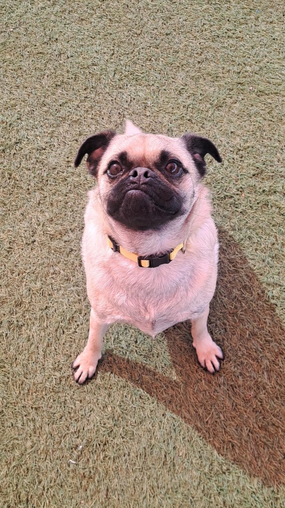 Tax, a ADOPTABLE mixed breed in Glendale, AZ image 2/5