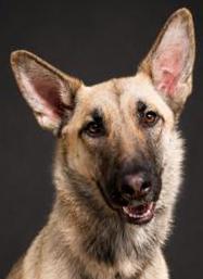 Prada, ADOPTABLE, Young Female German Shepherd Dog.
