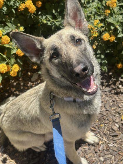 Enlarge Prada, a ADOPTABLE German Shepherd Dog in Phoenix, AZ image 3/4