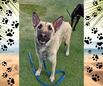 Enlarge Prada, a ADOPTABLE German Shepherd Dog in Phoenix, AZ image 2/4