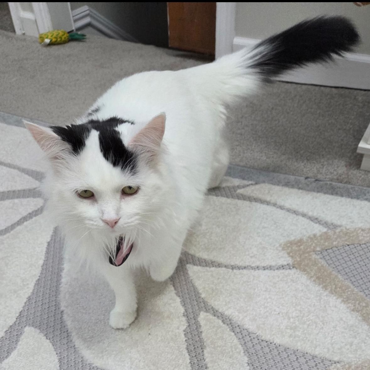 Enlarge Samantha, a ADOPTABLE Domestic Long Hair in Shelby Township, MI image 2/2