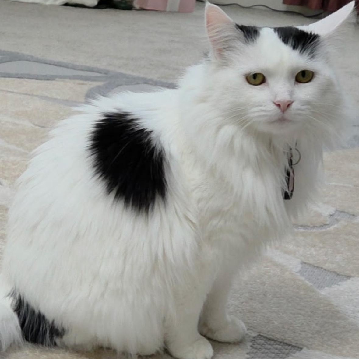 Enlarge Samantha, a ADOPTABLE Domestic Long Hair in Shelby Township, MI image 1/2