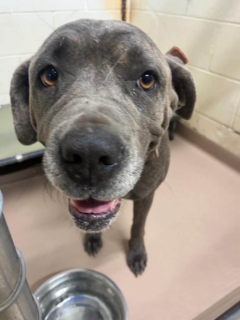 Kallie, Adoptable, Adult Female Cane Corso.