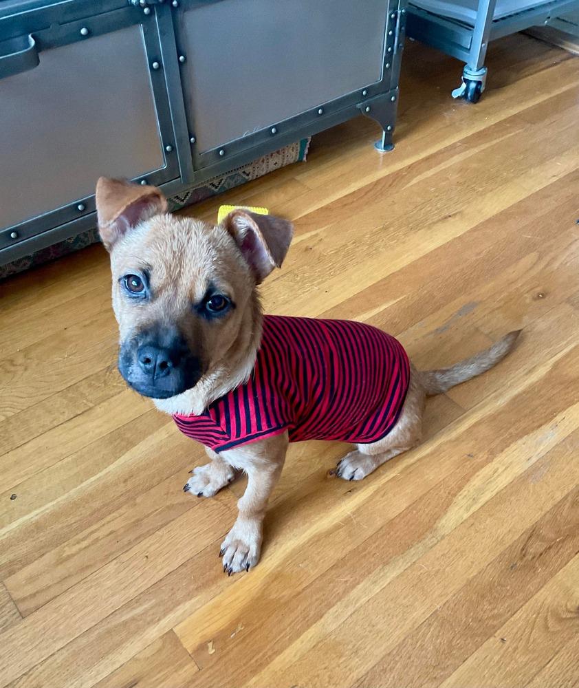 Rina, Adoptable, Puppy Female Mixed Breed.