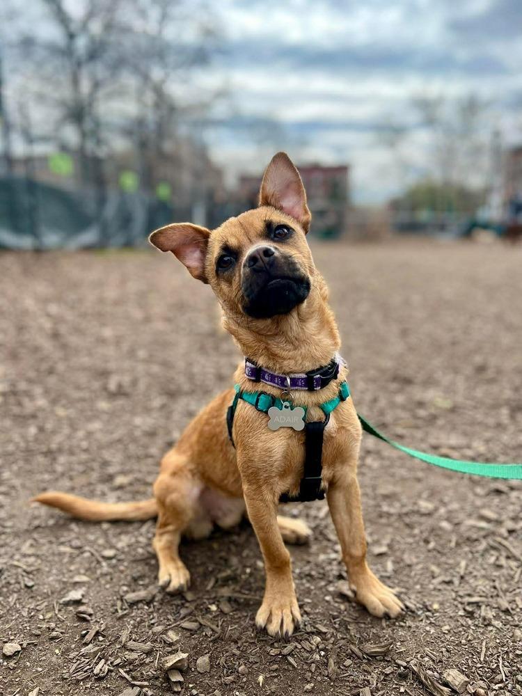 Enlarge Rina, a Adoptable mixed breed in Valley Stream, NY image 2/6