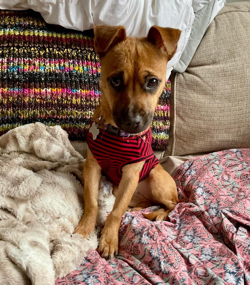 Enlarge Rina, a Adoptable mixed breed in Valley Stream, NY image 3/6