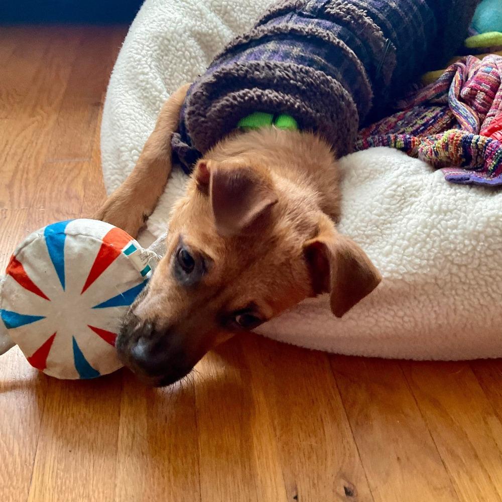 Enlarge Rina, a Adoptable mixed breed in Valley Stream, NY image 2/6