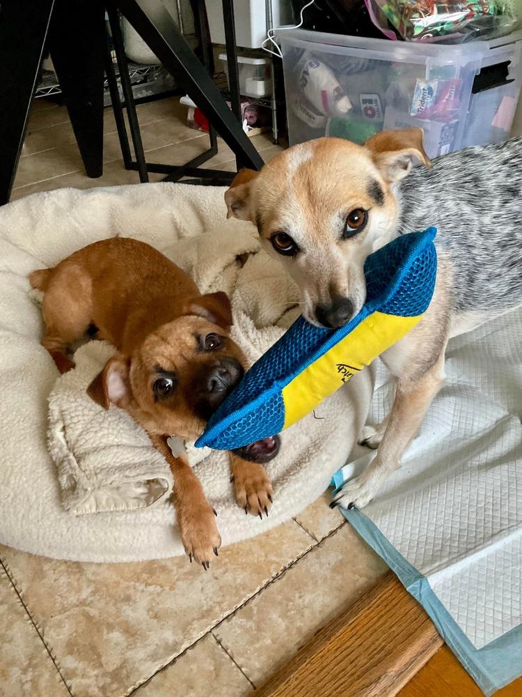 Enlarge Rina, a Adoptable mixed breed in Valley Stream, NY image 3/6