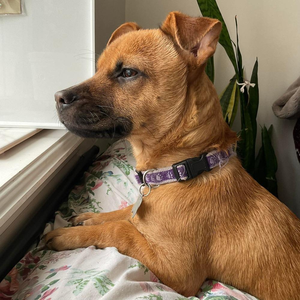 Enlarge Rina, a Adoptable mixed breed in Valley Stream, NY image 4/6